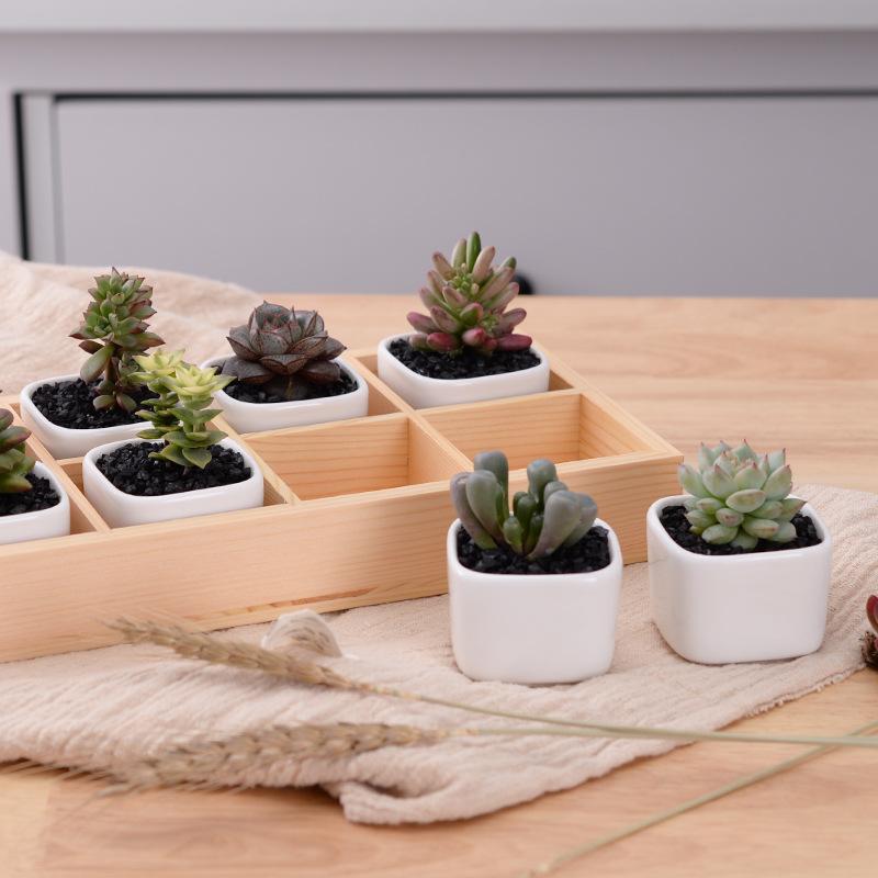 Norvo | Mini Planter Tray Set