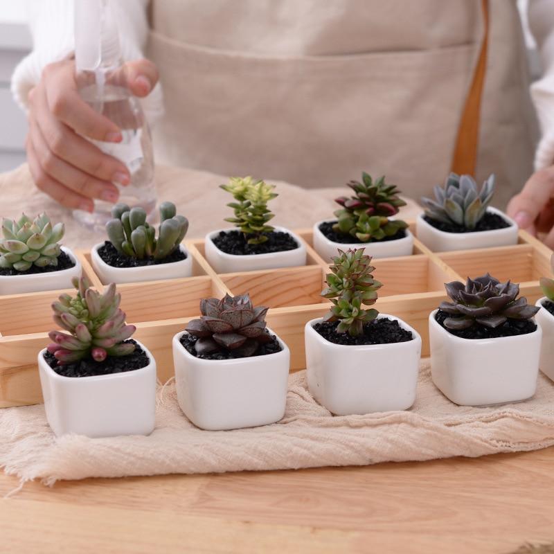 Norvo | Mini Planter Tray Set