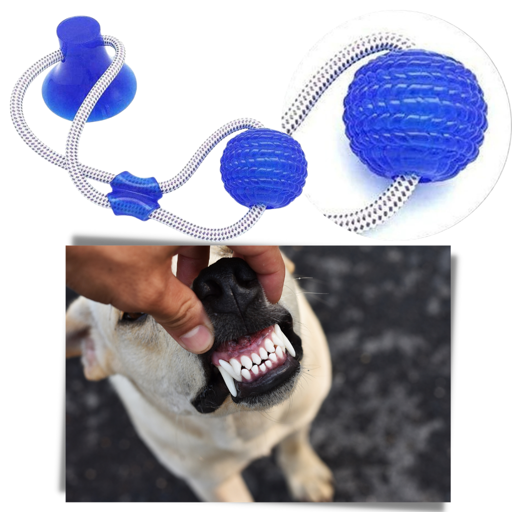 Ball hundeleke med sugekopp til hund