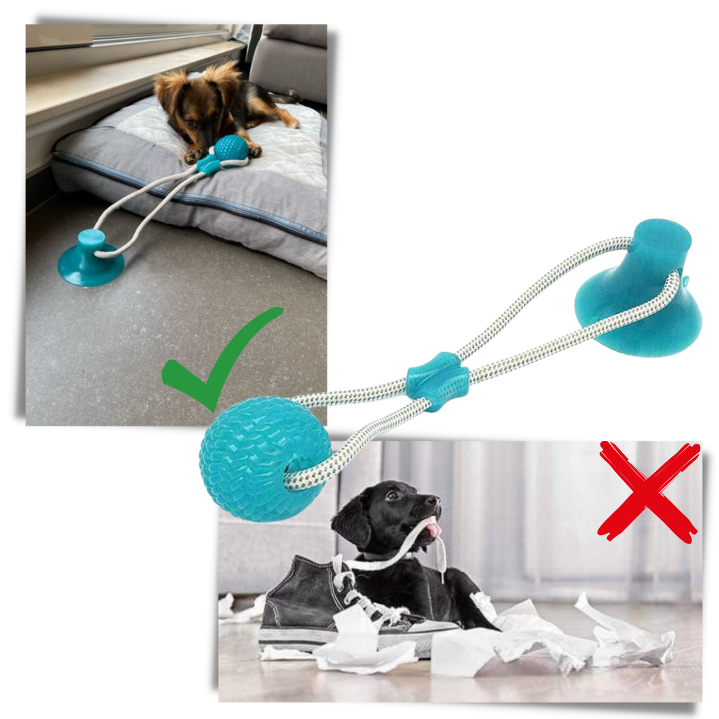 Ball hundeleke med sugekopp til hund