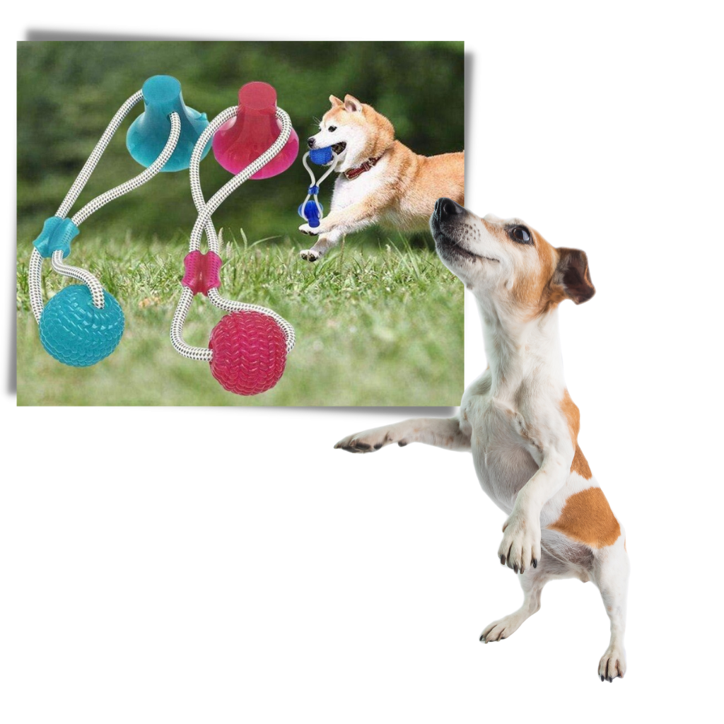 Ball hundeleke med sugekopp til hund