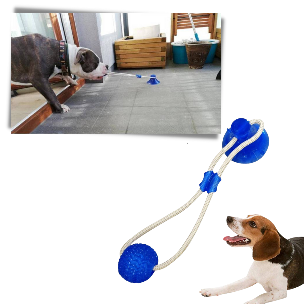 Ball hundeleke med sugekopp til hund