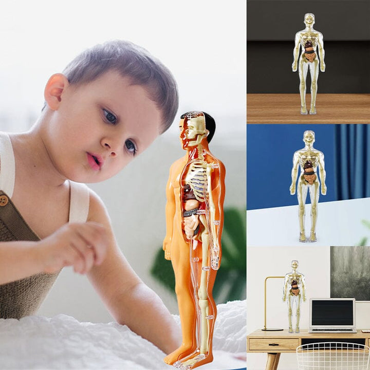 Norvo | 3D menneskekropp torso-modell for barn anatomi modell skjelett