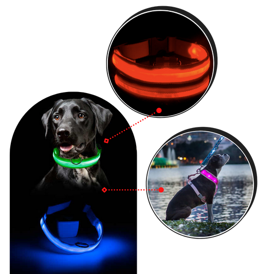 Dyrehalsbånd med LED lys USB oppladbart