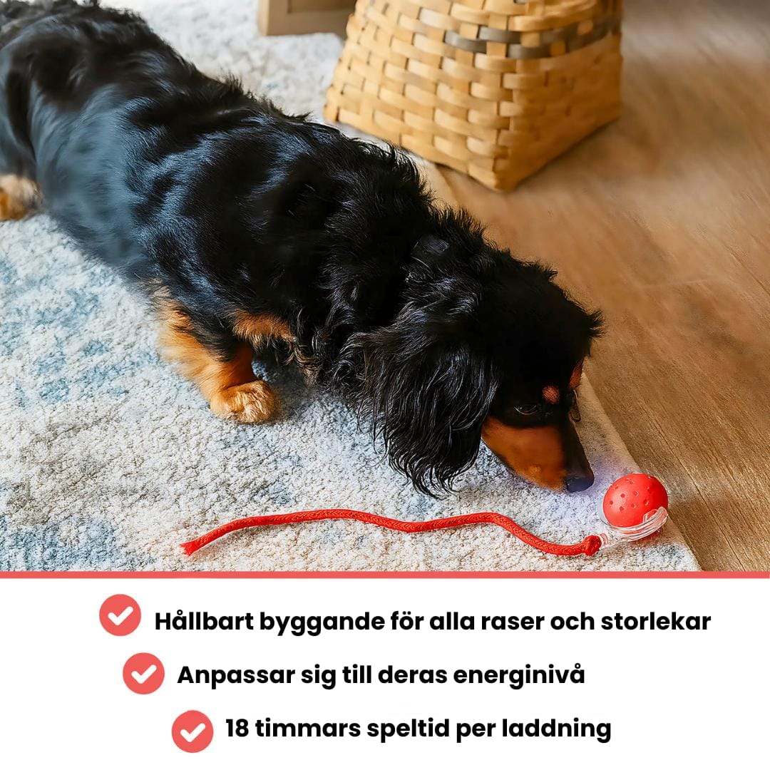 Norvo | PawTail | Speedy Tail Hund Jakke Lett Vannavstøtende Pustende