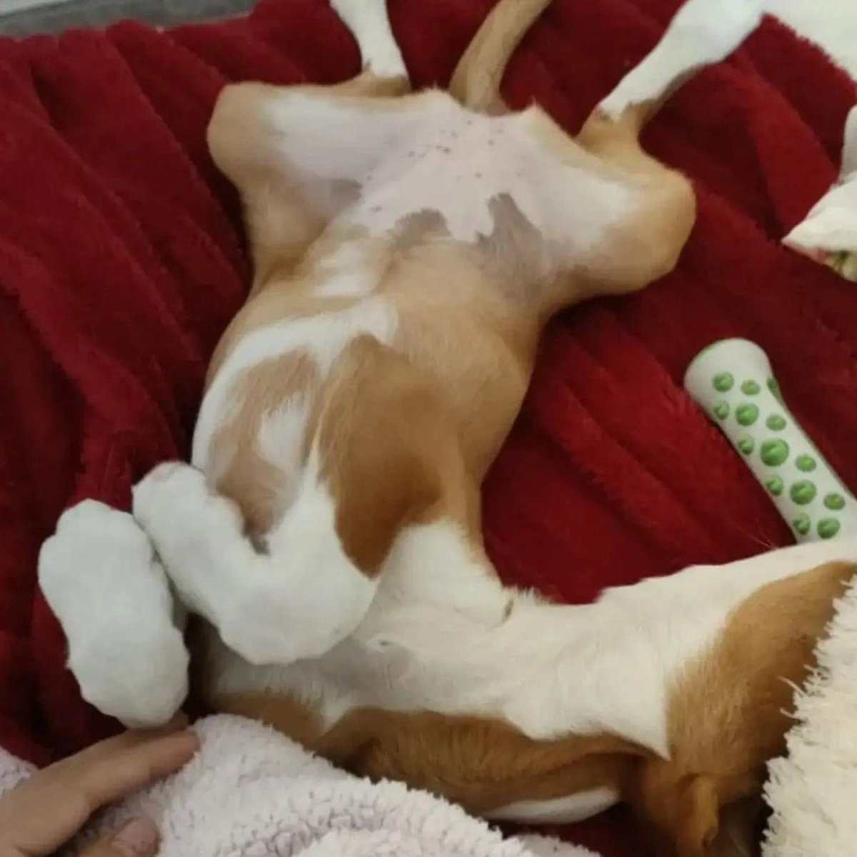 Norvo | Aromatisk hundelek med mild urterinfusjon