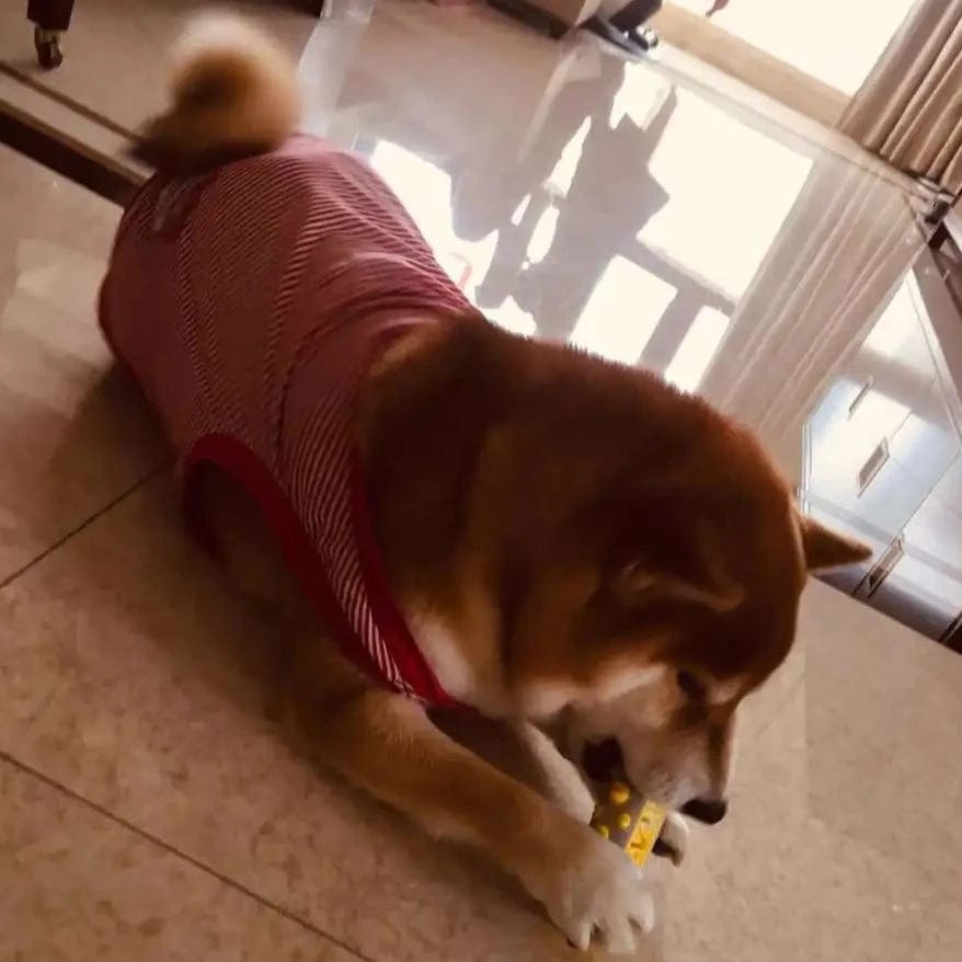 Norvo | Aromatisk hundelek med mild urterinfusjon