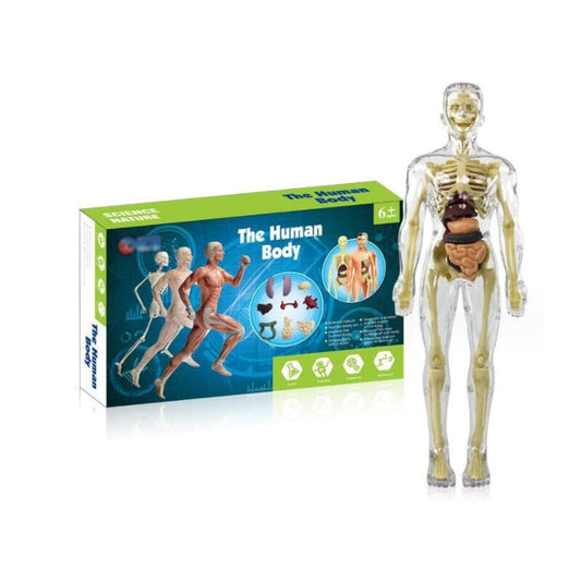 Norvo | 3D menneskekropp torso-modell for barn anatomi modell skjelett