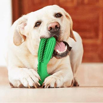 Norvo | Bite n Brush Pet Tannbørste