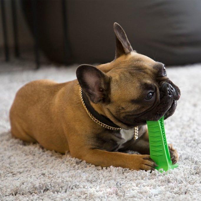 Norvo | Bite n Brush Pet Tannbørste