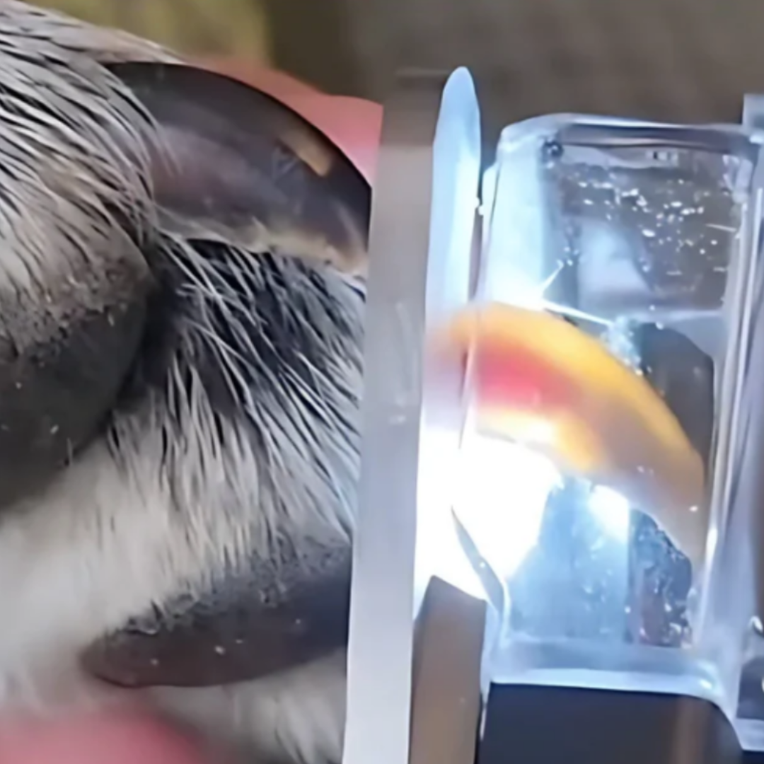 Norvo | PawGlow – Trim hundens negler trygt med innebygd LED-lys