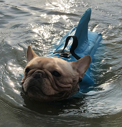 Hund Redningsvest - AquaPup Norvo