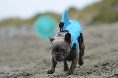 Hund Redningsvest - AquaPup Norvo