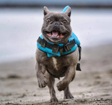 Hund Redningsvest - AquaPup Norvo