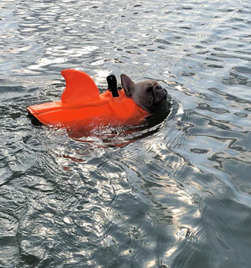 Hund Redningsvest - AquaPup Norvo