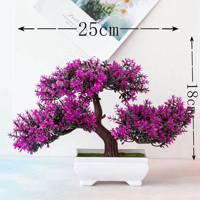 Norvo | Plante Bonsai