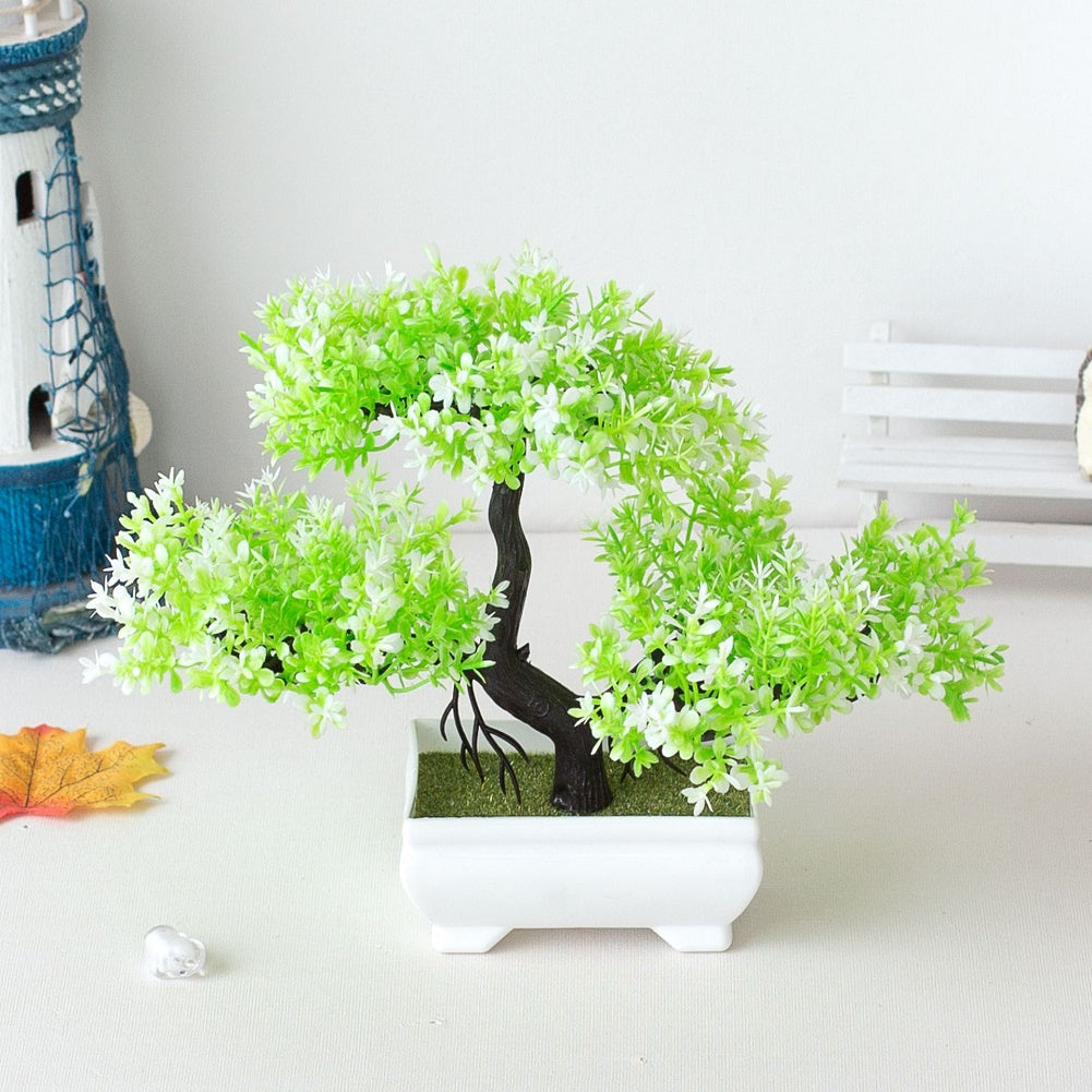 Norvo | Plante Bonsai