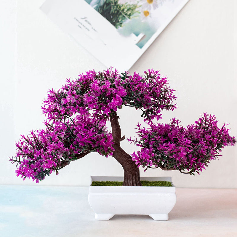 Norvo | Plante Bonsai