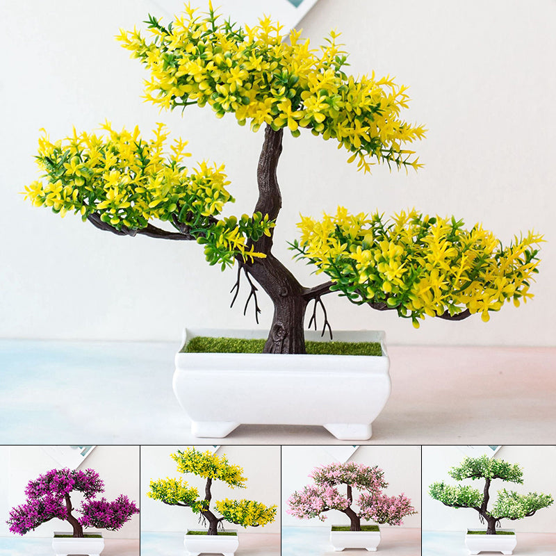 Norvo | Plante Bonsai