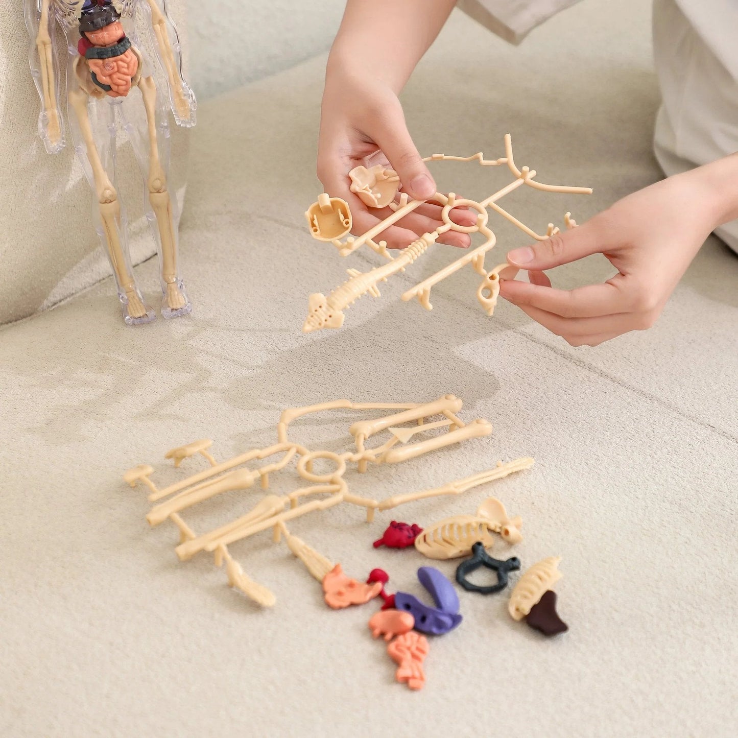 Norvo | Klar Menneskelig Kropp Strukturmodell