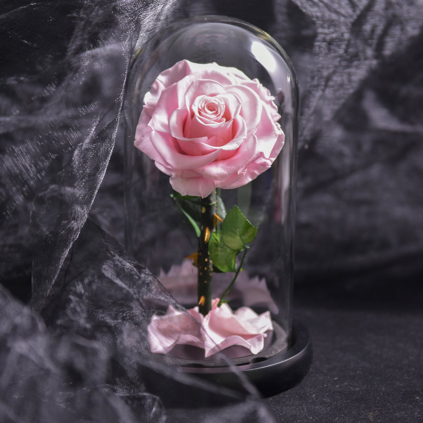 Norvo | Forever Rose, Evig Rose i Glasskuppel, 3 Dagers Leveringstid, Blå