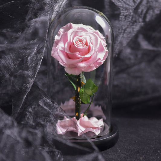 Norvo | Forever Rose – Evig rose i glasskuppel, 3 dager leveringstid – Rosa