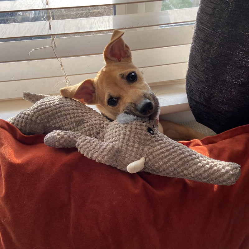 Ekstra Sterk Hundeleke - Maximus Norvo