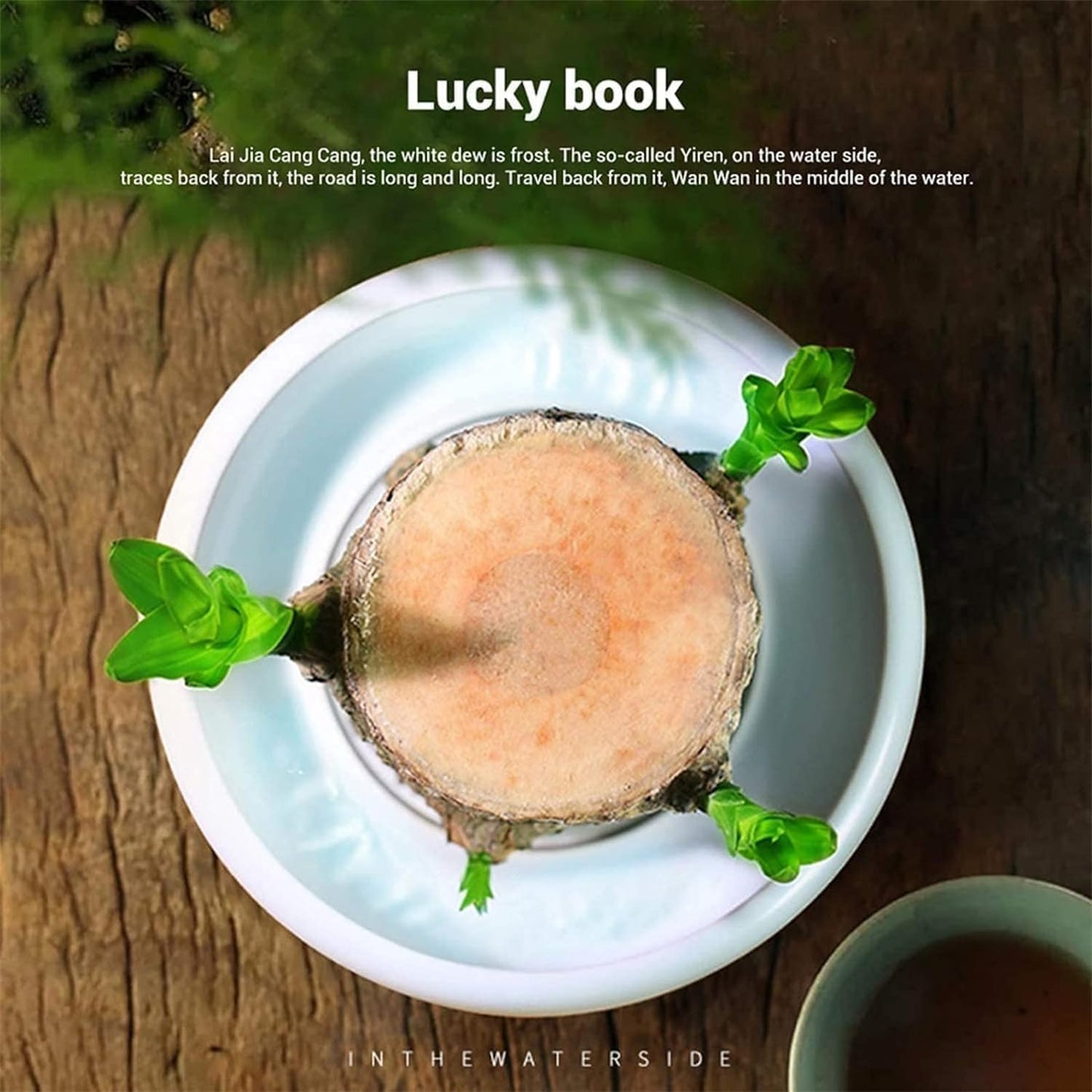 Norvo | Lucky Brazil Wood Potted Plant