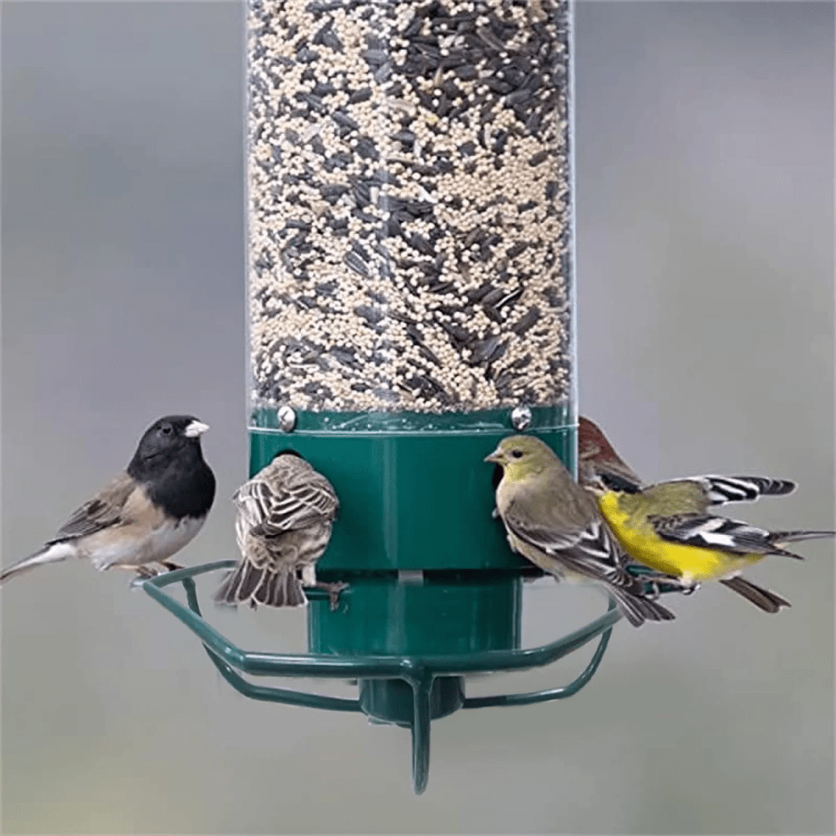 Norvo | FEEDERGUARD – Egern-sikker fuglehus for hagen