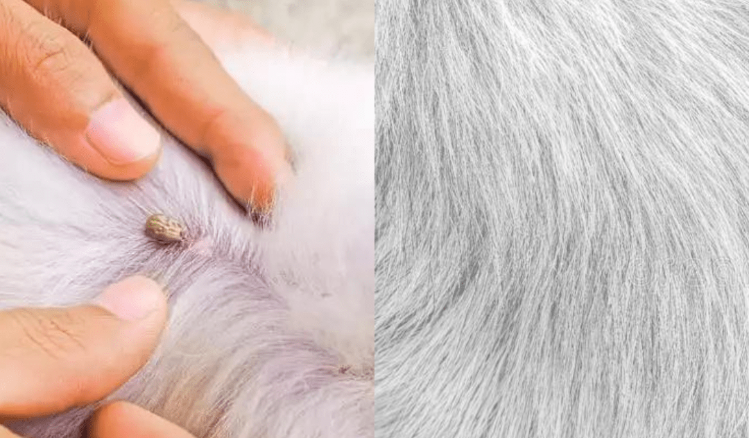 Norvo | FLASHIELD – Anti-Lopper & Flått Krage for Hunder og Katter med Naturlig Beskyttelse