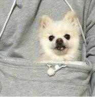 The Doggie Kangaroo Hoodie | Norvo