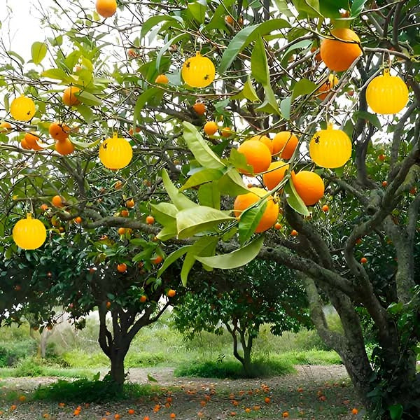 Norvo | Hengende Fluefelle med Klebrige Lag (6 Pcs)