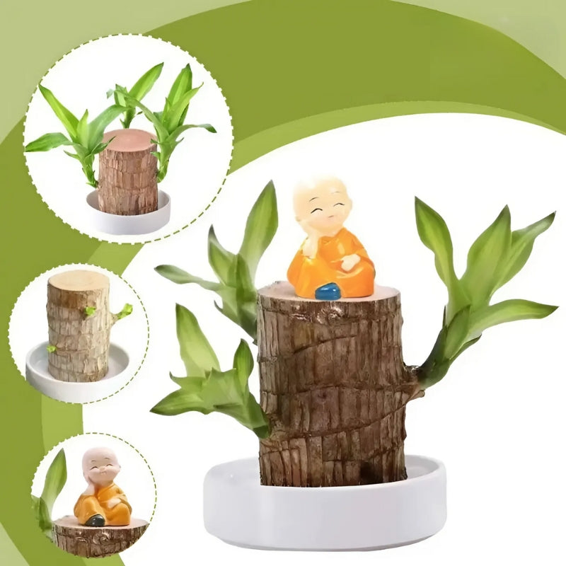 Norvo | Lucky Brazilian Wood Plant