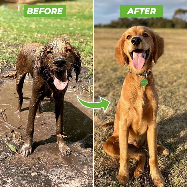 Norvo | Hundefor dusj sprayer - WashBuddy