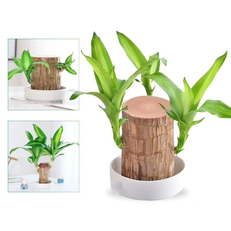 Norvo | Lucky Brazilian Wood Plant