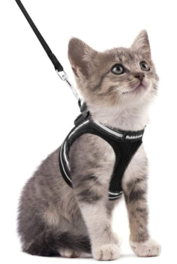 AdventureKit - Sikker sele for eventyrlystne katter Norvo