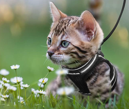 AdventureKit - Sikker sele for eventyrlystne katter Norvo