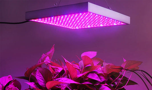 Norvo | Grow Light Lampe