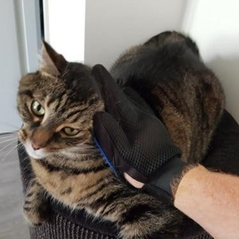 Norvo | Grooming & Deshedding Hanske