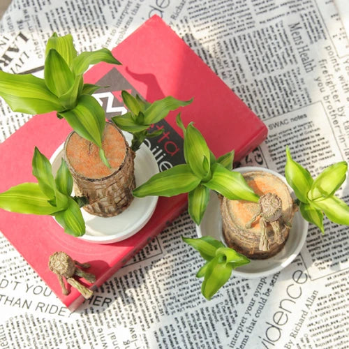 Norvo | Brasiliansk Lucky Wood Plante – Innendørs Luftrensende & Lykke Dekor