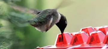 Norvo | Ant Proof Kolibri Fuglmatingsautomat Utendørs Hengende Påle