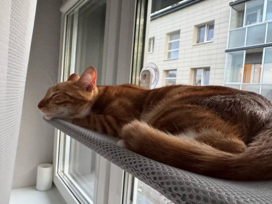 Norvo | PAWPERCH – Sammenleggbar kattehytte med veggvennlig feste | Ingen boring vindussete