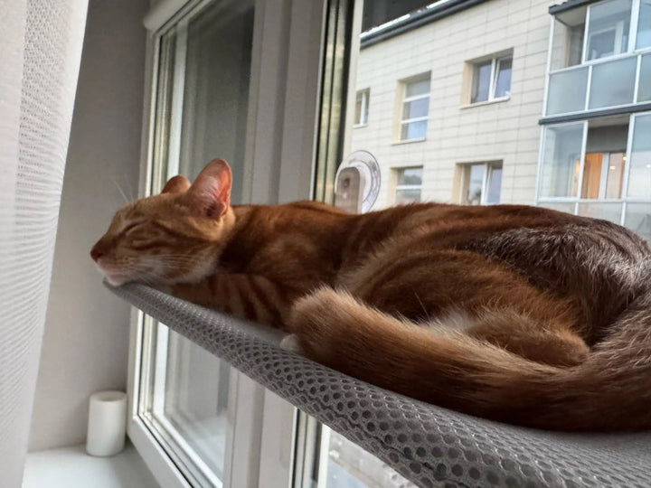 Norvo | PAWPERCH – Sammenleggbar kattehytte med veggvennlig feste | Ingen boring vindussete