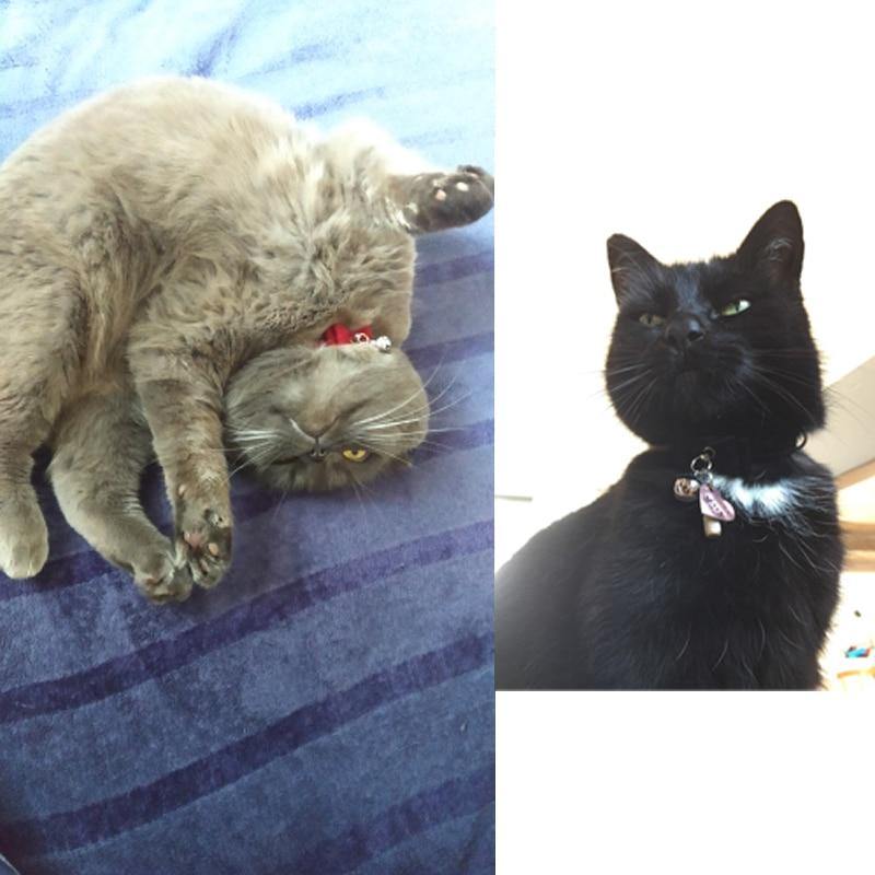 Norvo | Sikkerhetselastisk fluebånd med klokke liten hund katt halsskjede sikkert myk fløyel 6 farger kjæledyrprodukter hundehalsbånd kjæledyrleverandør