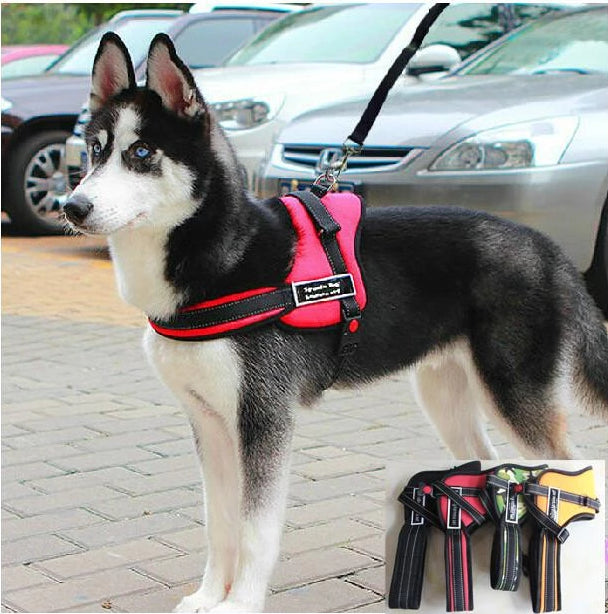 Hundegåingsele | Norvo