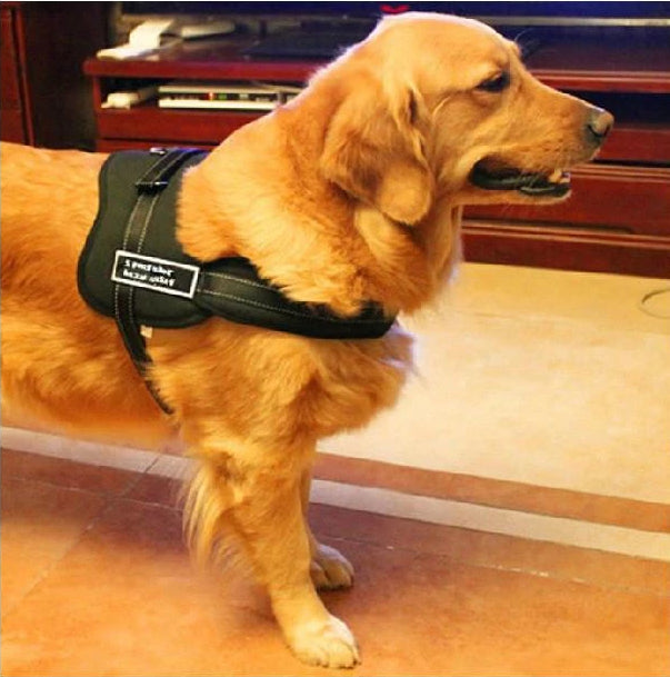 Hundegåingsele | Norvo