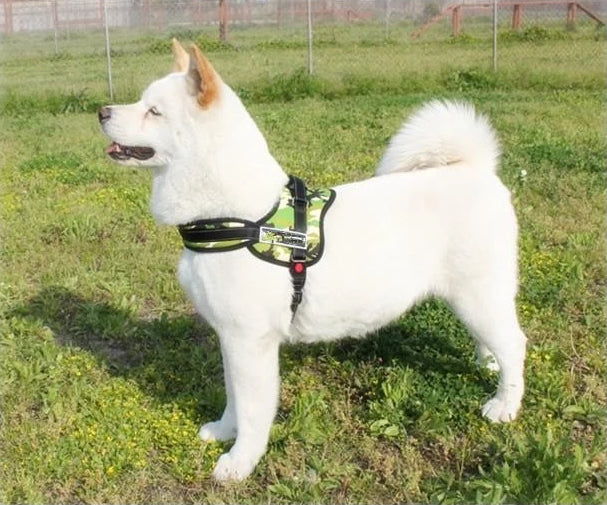 Hundegåingsele | Norvo