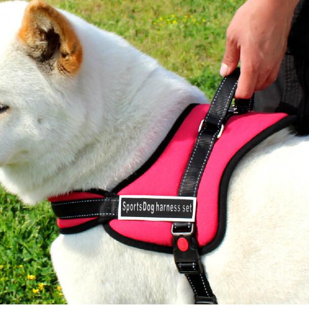 Hundegåingsele | Norvo