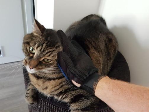 Pet Grooming Glove for Cats, Dogs & Horses | Norvo