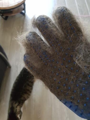 Pet Grooming Glove for Cats, Dogs & Horses | Norvo